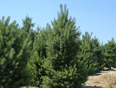 Borovice černá 200/250 cm Pinus Nigra